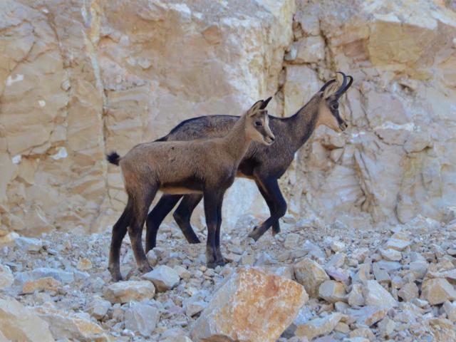 Chamois Courmangoux