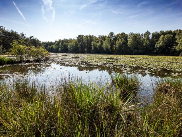 Etang de But