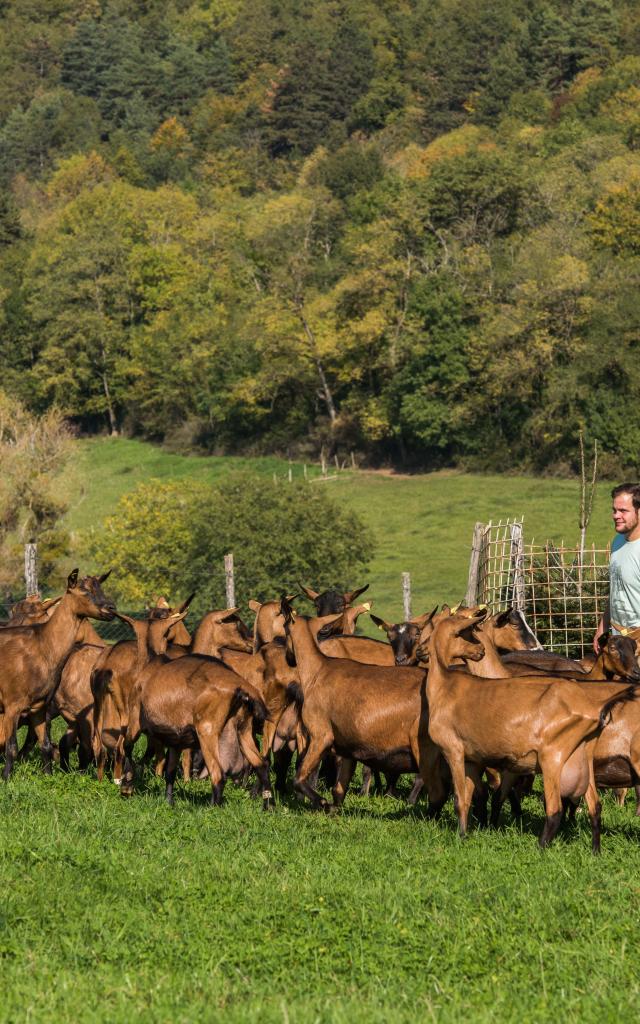 Troupeau de chèvres et son berger