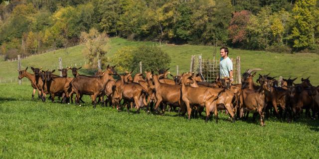 Troupeau de chèvres et son berger