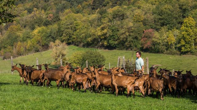 Troupeau de chèvres et son berger