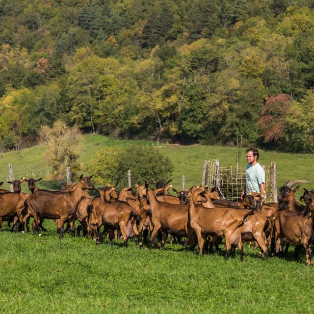 Troupeau de chèvres et son berger