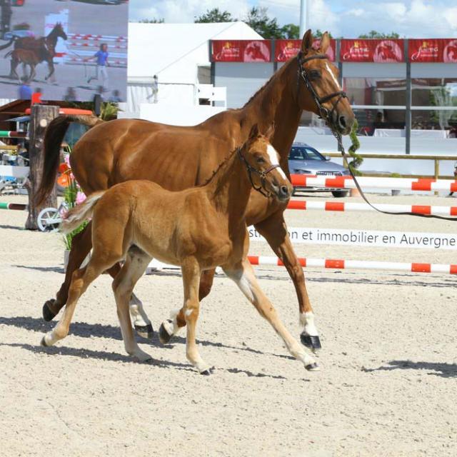 01 : PRESENTATION FOAL :PRESENTATION FOAL