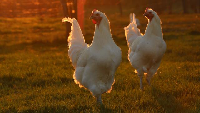 Poulets de Bresse au couché du soleil