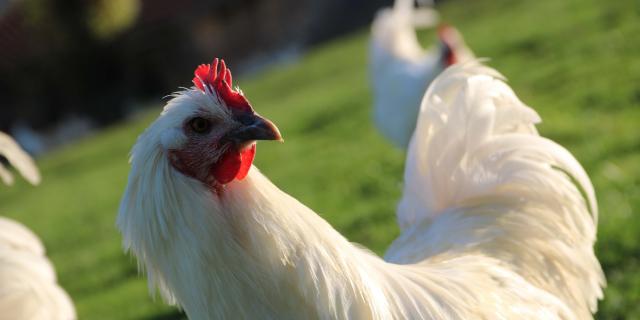 Un poulet de Bresse AOC en élevage à Montrevel-en-Bresse. Office de Tourisme Bourg en Bresse destinations.