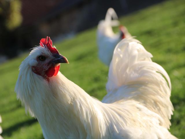 Un poulet de Bresse AOC en élevage à Montrevel-en-Bresse. Office de Tourisme Bourg en Bresse destinations.