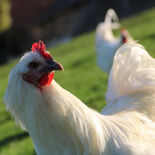 Poulet de Bresse