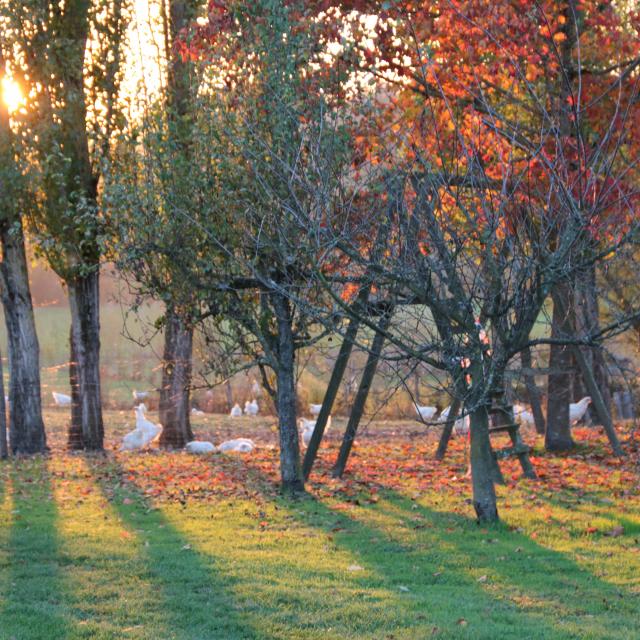 Poulets de Bresse dans le bocage bressan