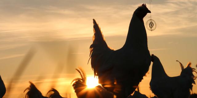 Volaille de bresse au coucher du soleil, élevage en plein air. Toutes les infos sur le poulet de bresse via l'Office de tourisme Bourg en Bresse destinations