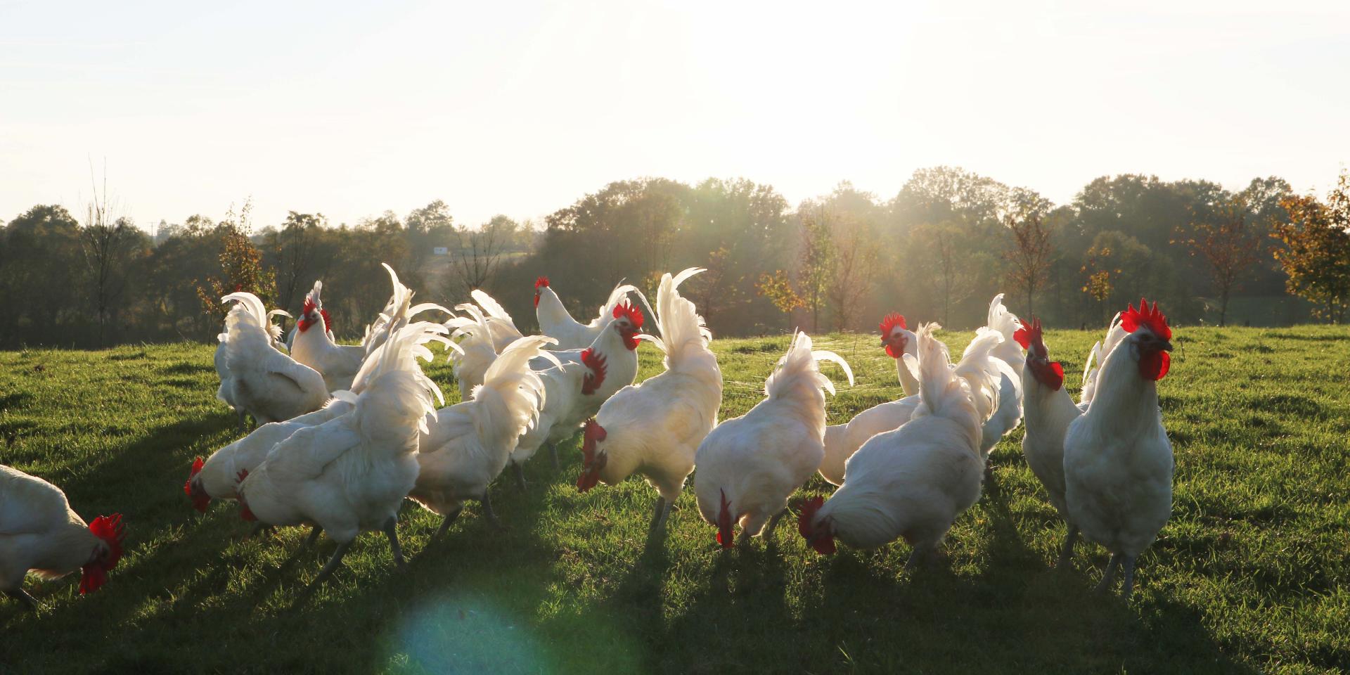 Find Out All About Bresse Poultry Bourg En Bresse Destinations