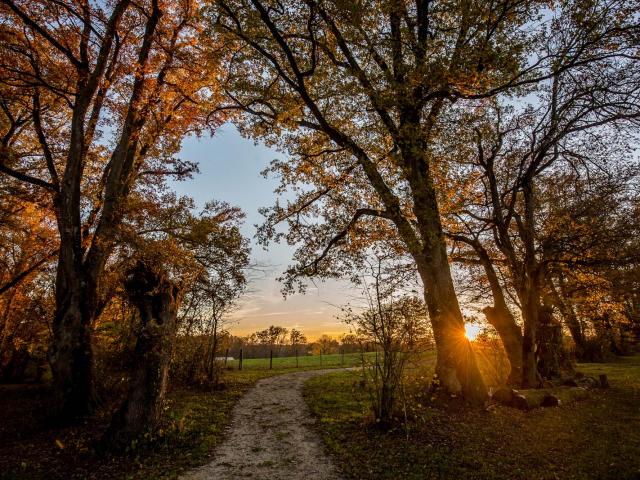 Bocage Bressan du Sougey