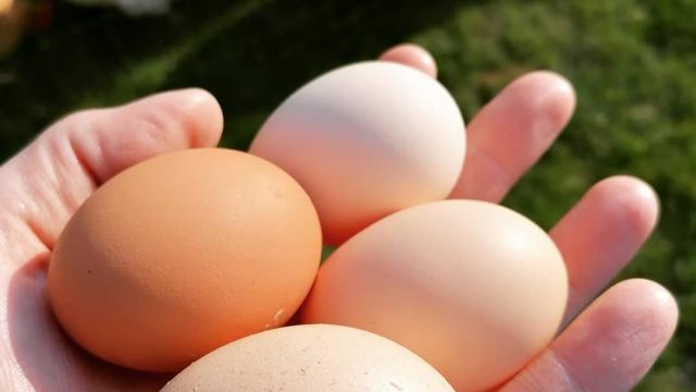 Des oeufs de poule de Bresse renferment la prochaine génération de poulets de Bresse