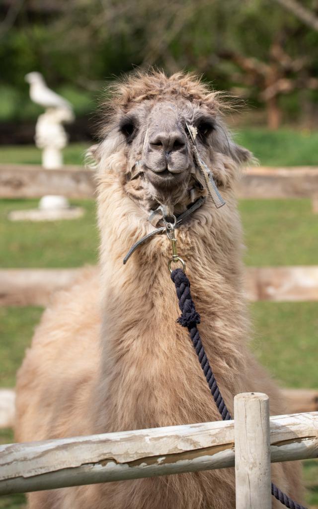 Lama