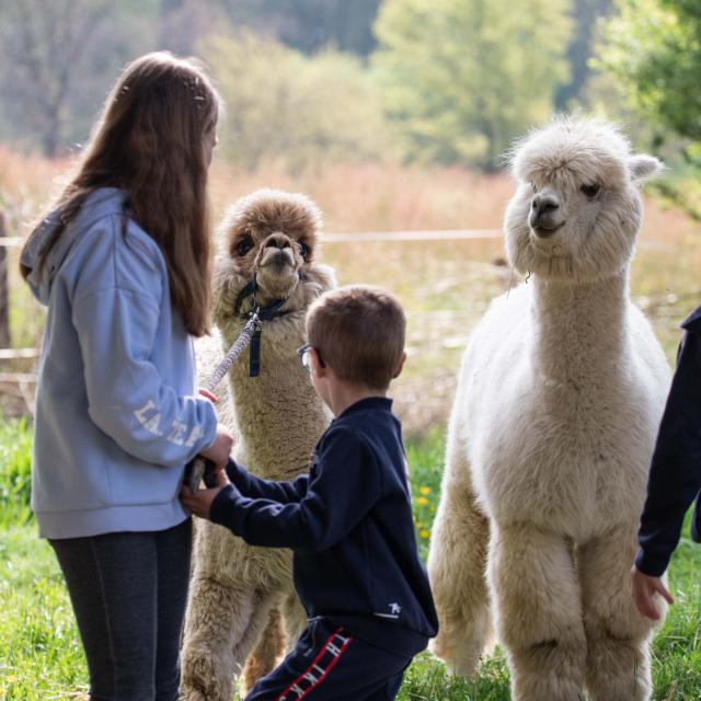 Lamas et enfants