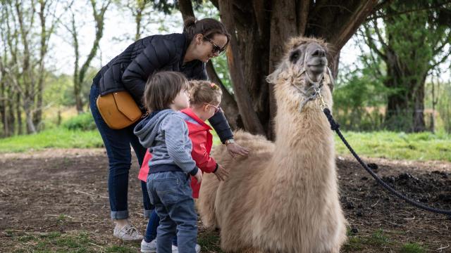 Lama, parent et enfants