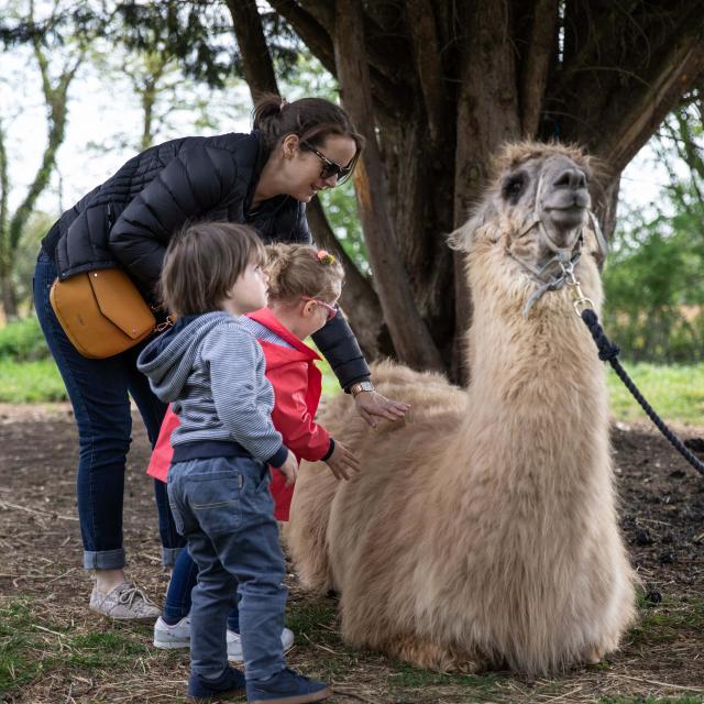 Lama, parent et enfants