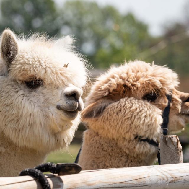 Lamas