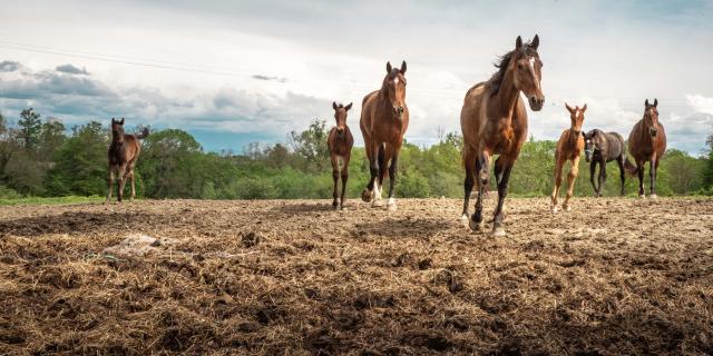 Chevaux au galop