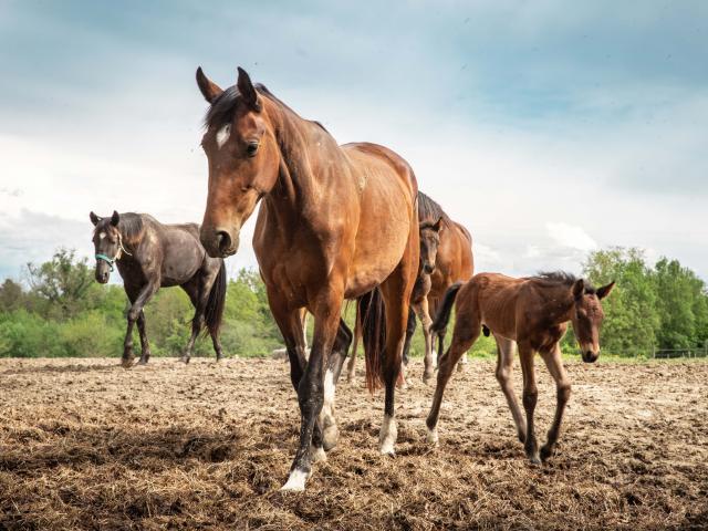 Chevaux au trot