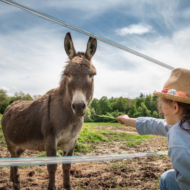 Une enfant et un âne