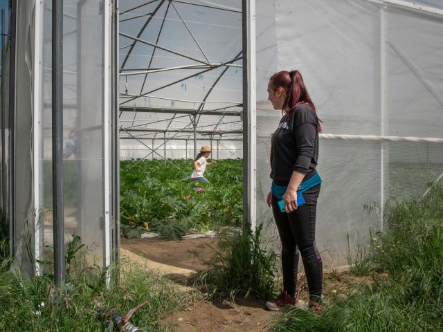 Culture de courgettes sous serre