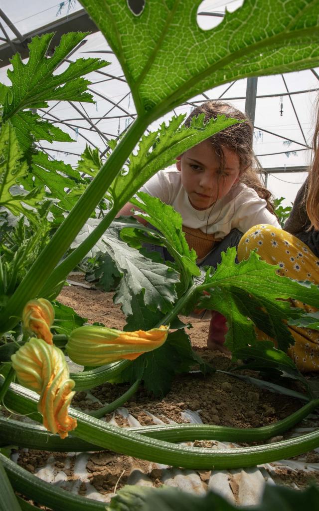 Enfants au milieu des courgettes