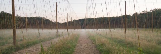 Champ de houblon