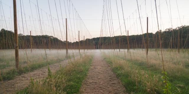 Champ de houblon