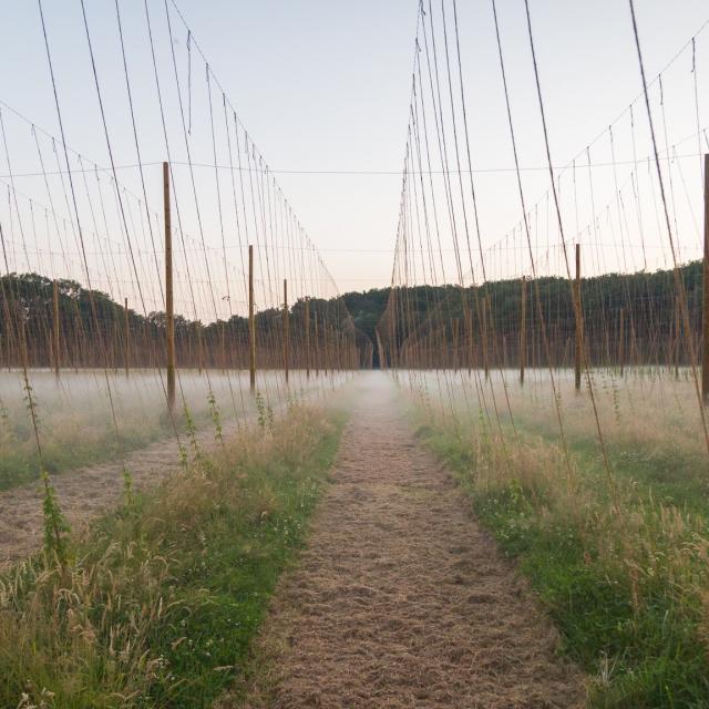 Champ de houblon