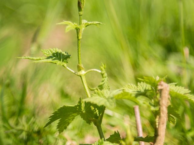 Houblon