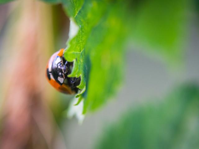 Coccinelle