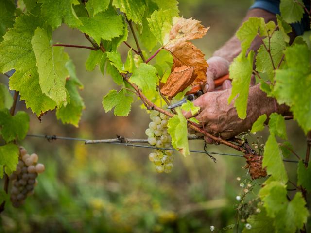 vendanges dans le Revermont