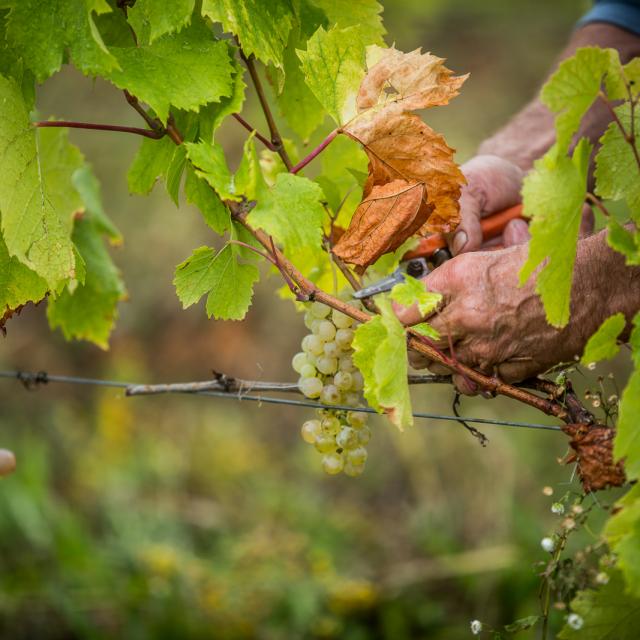 vendanges dans le Revermont