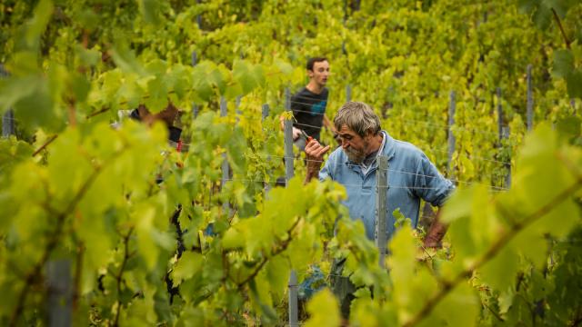 vendanges dans le Revermont