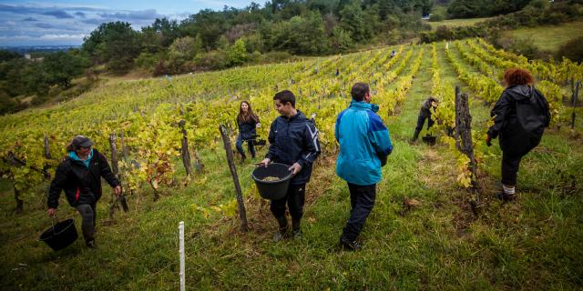 vendanges dans le Revermont