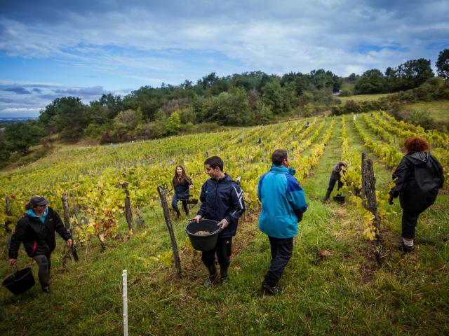 vendanges dans le Revermont