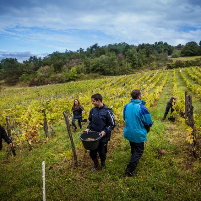 vendanges dans le Revermont