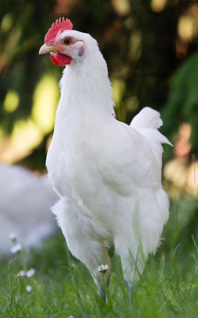 Un poulet de Bresse élevé en plein air - Office de Tourisme de Bourg en Bresse destinations