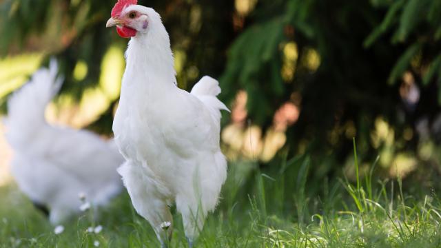 Un poulet de Bresse élevé en plein air - Office de Tourisme de Bourg en Bresse destinations