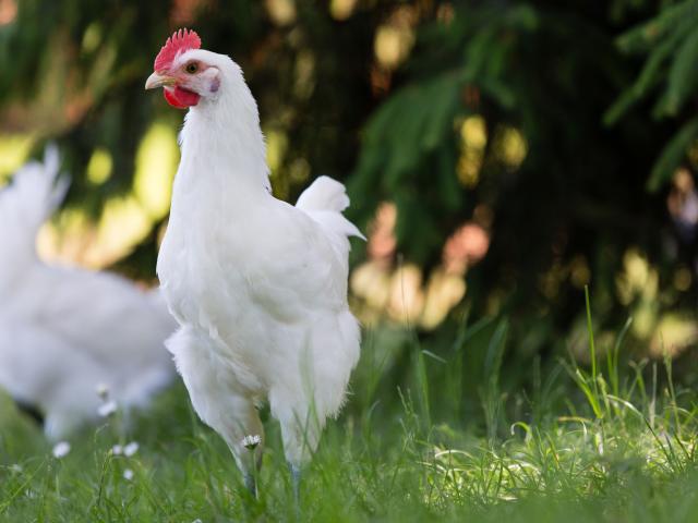 Un poulet de Bresse élevé en plein air - Office de Tourisme de Bourg en Bresse destinations