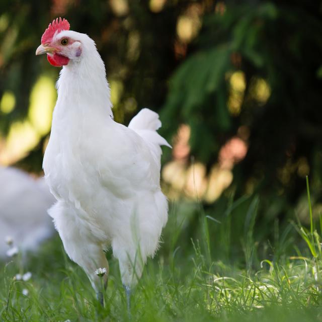 Un poulet de Bresse élevé en plein air - Office de Tourisme de Bourg en Bresse destinations