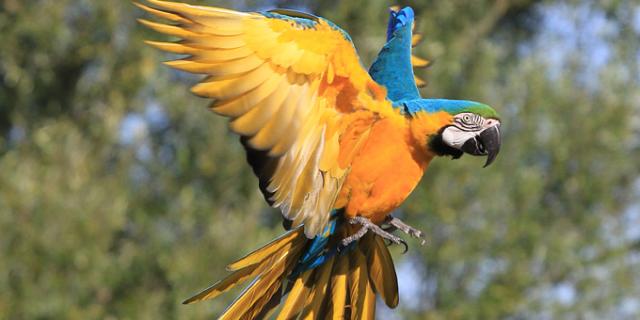 Parc Des Oiseaux