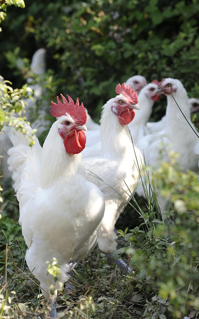 Elevés en plein air, ces poulets de Bresse profitent d'une vie agréable.