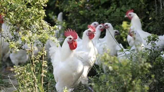 Elevés en plein air, ces poulets de Bresse profitent d'une vie agréable.