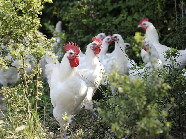 Elevés en plein air, ces poulets de Bresse profitent d'une vie agréable.