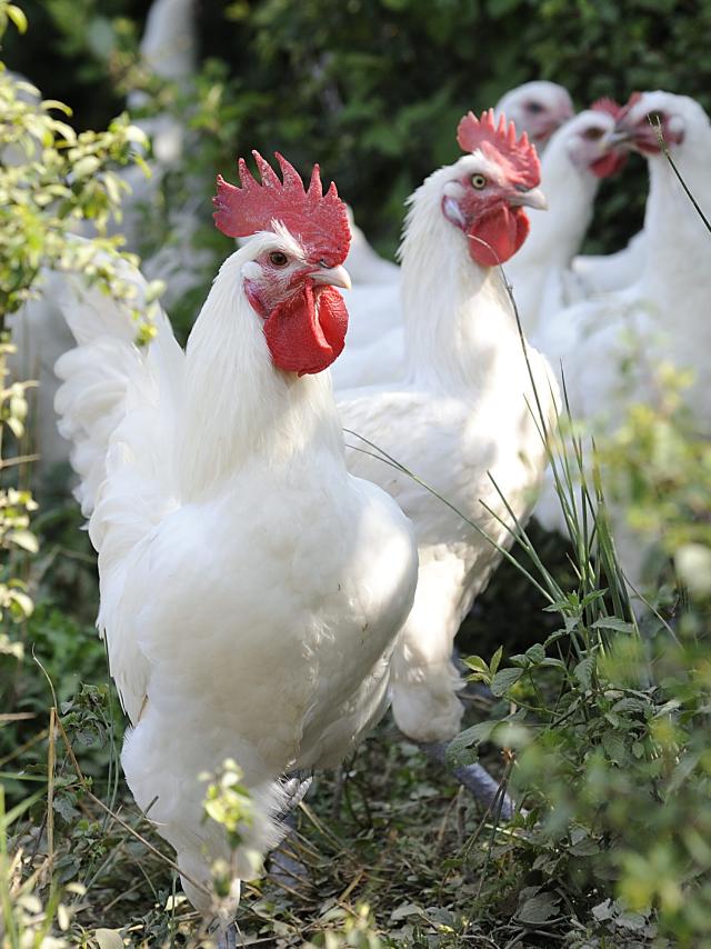 Elevés en plein air, ces poulets de Bresse profitent d'une vie agréable.