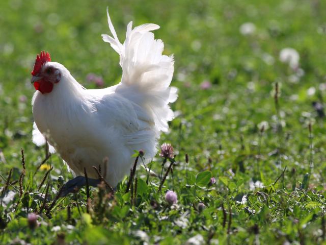 Un poulet de Bresse en liberté dans le bocage bressan - Office de Tourisme Bourg-en-Bresse destinations