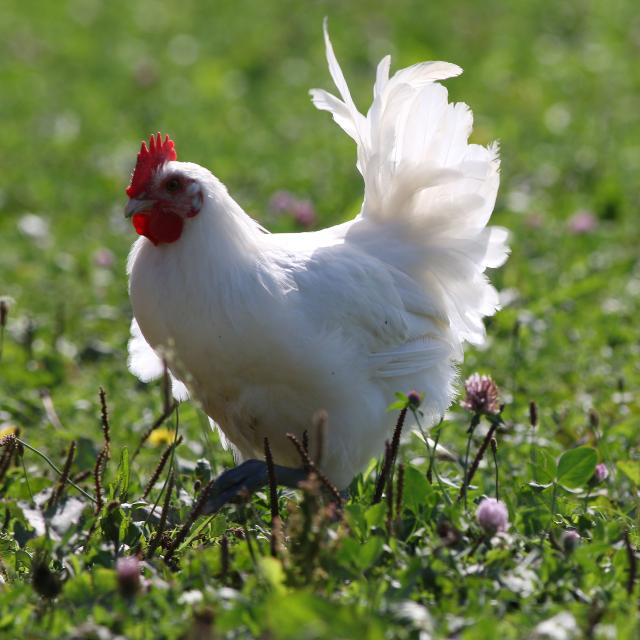 Un poulet de Bresse en liberté dans le bocage bressan - Office de Tourisme Bourg-en-Bresse destinations