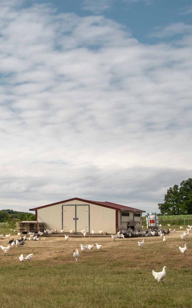 Volailles de Bresse en extérieur