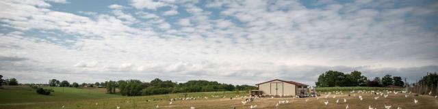 Volailles de Bresse en extérieur